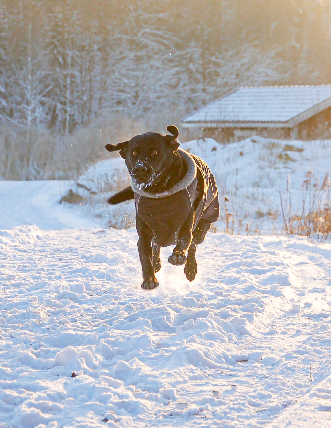 En hund springer.