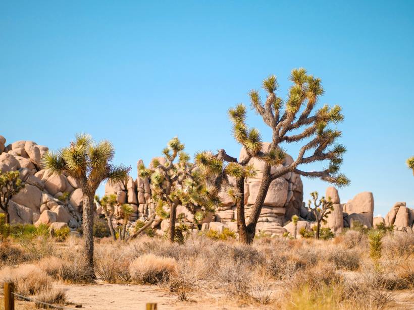 The Best Hikes in Joshua Tree National Park 