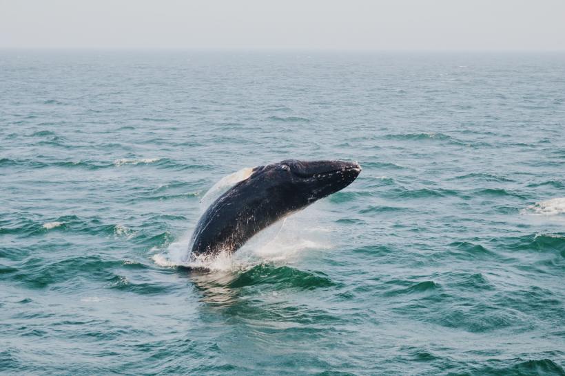 A humpback whale breaching in Bar Harbor, Maine. 