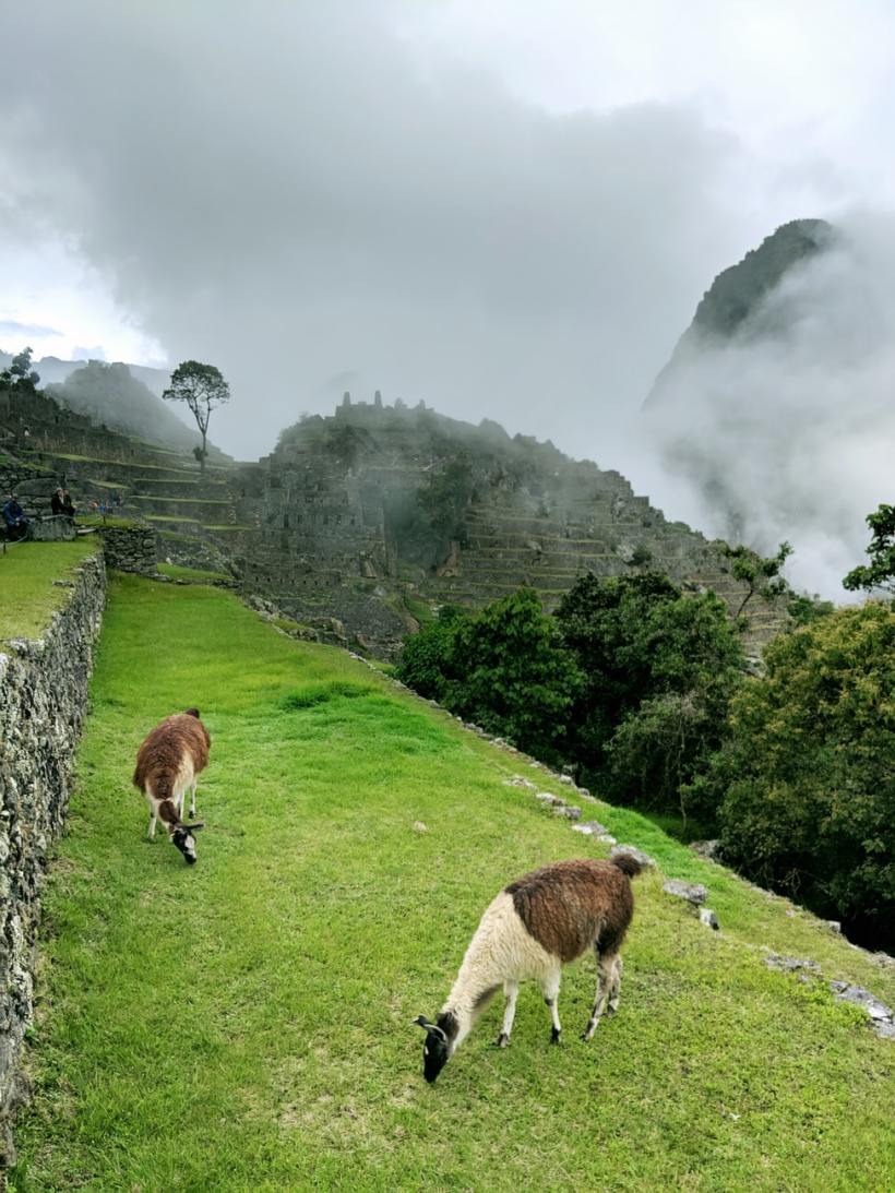 Llamas Along the Inca Trail to Machu Picchu.