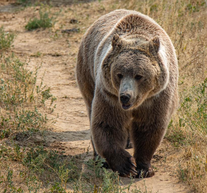 A Brown Bear Walks Down a Trail