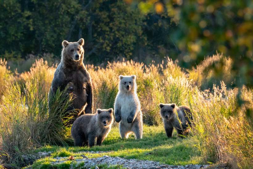 Alaskan brown bear and cubs standing on the banks of the Brooks River, Katmai National Park