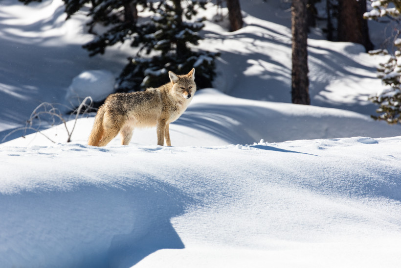 Looking for wildlife is one of the best things to do in Yellowstone in winter. 