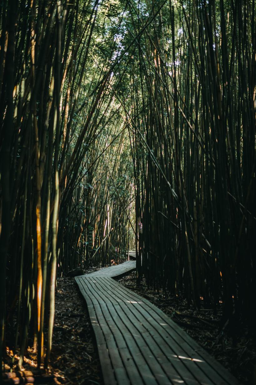The Pipiwai Trail is a classic Maui hiking trail. Come experience this otherworldly bamboo forest!