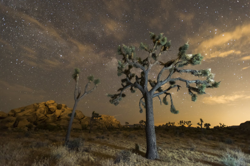 Night sky in Joshua Tree National Park. 