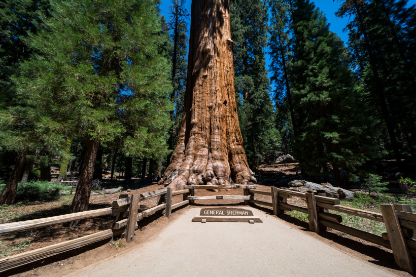 General Sherman Tree, Sequoia National Park 