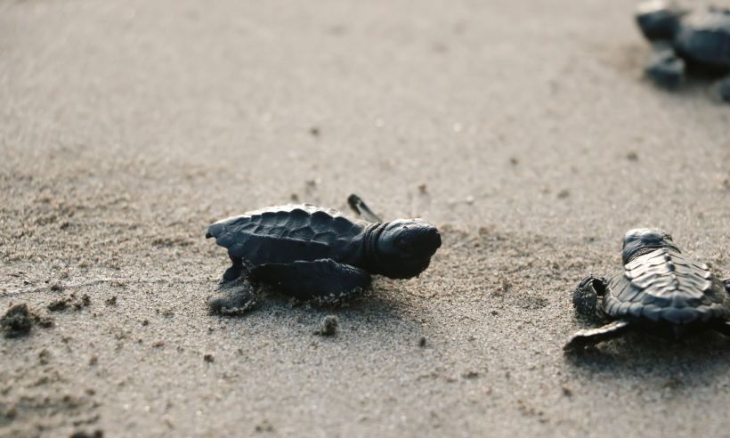 One of the best things to do in Costa Rica is watch baby sea turtles hatch at Tortuguero National Park!