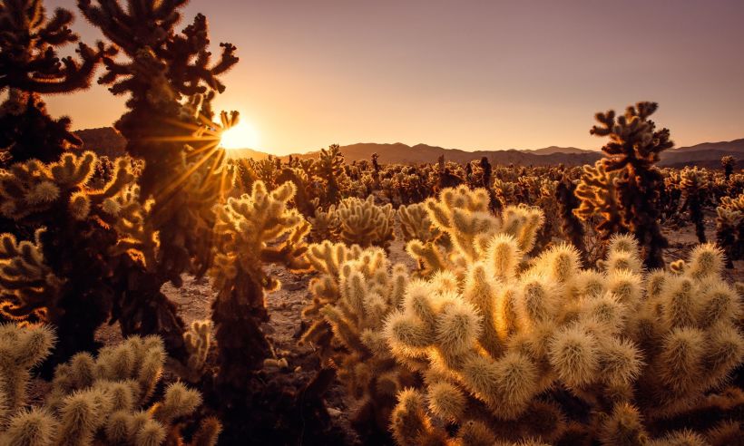 The best time to visit the Cholla Cactus Garden is just before sunset, when the sun lights up the cacti.