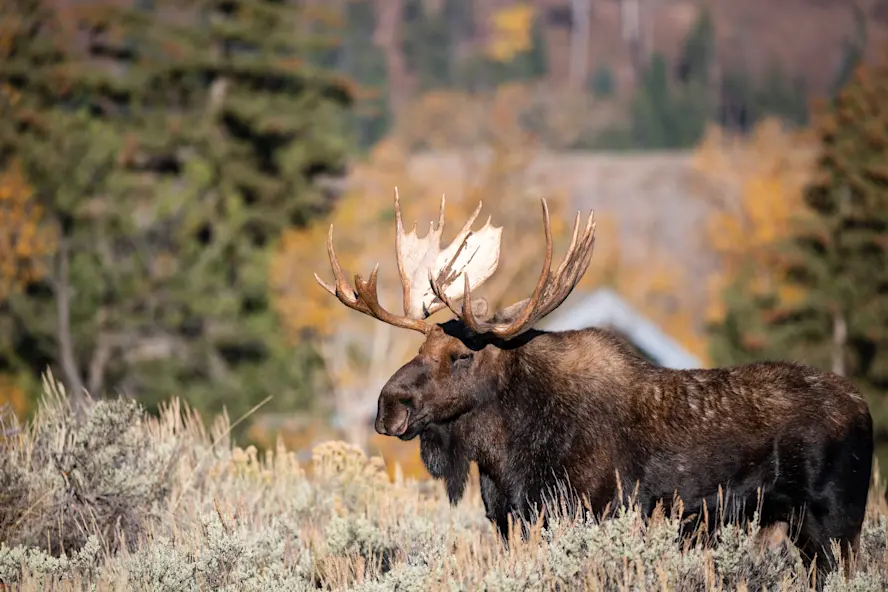 What To Do When You Encounter Wild Animals On Trail - Adventuretripr