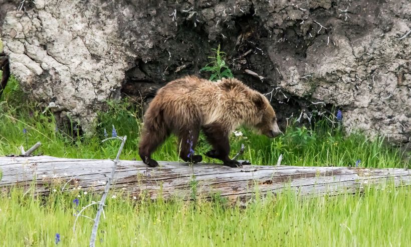 A grizzly bear cub in Yellowstone National Park.