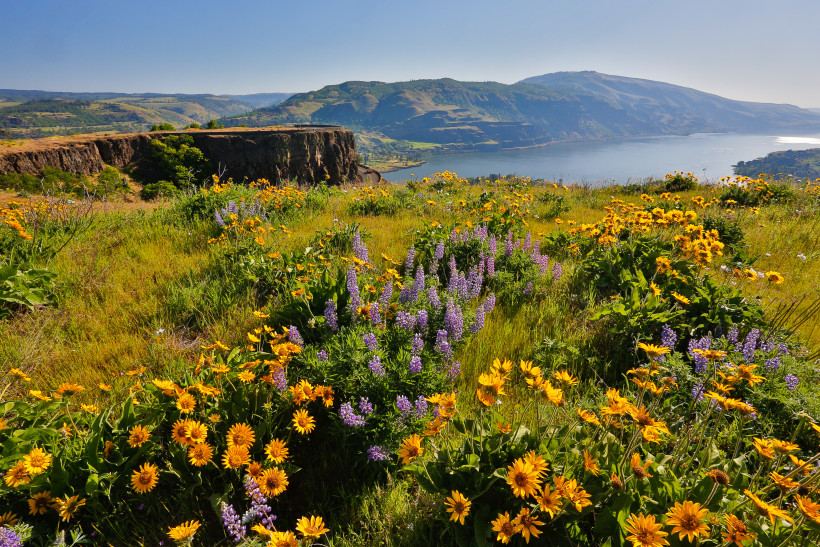 Wildflower display in the Tom McCall Preserve, Columbia River Gorge 