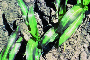 corn-phosphorus-deficiency-9