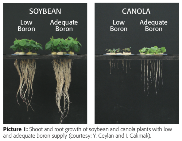 Shoot and Root Growth of Soybean and Canola Plants