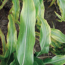 k deficiency corn2