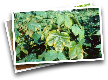 potassium symptoms cotton mosaic nutrition crop