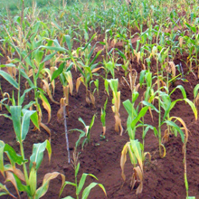phosphorus-deficiency-in-maize