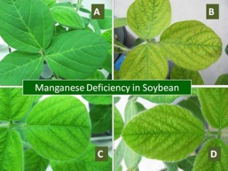 manganese-deficiency-in-soybeans