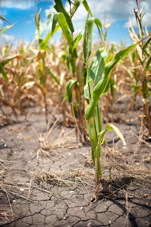 corn-and-drought