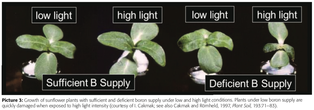 Sunflower Plants with Sufficient and Deficient Boron Supply