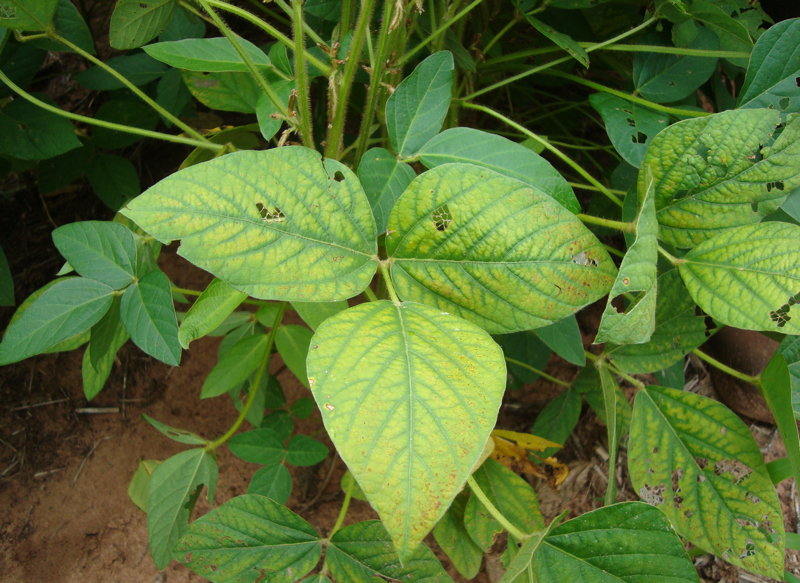 Magnesium Deficiency in Soybeans