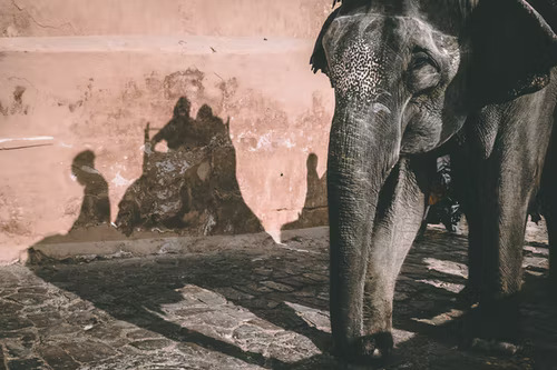 大象「快樂」不快樂：要求動物園釋放！紐約法院會准嗎？｜國際瞭望