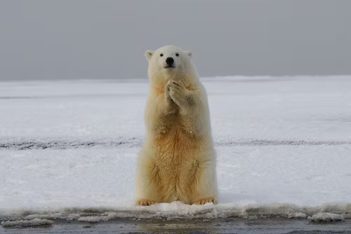 別再讓北極熊哭泣！如何用法律，劃定政府責任、緩解氣候變遷？｜公共倡議