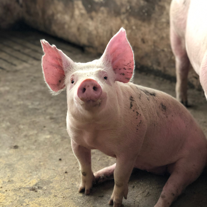 辯稱罵「豬」是人性 法院打臉判賠 15000