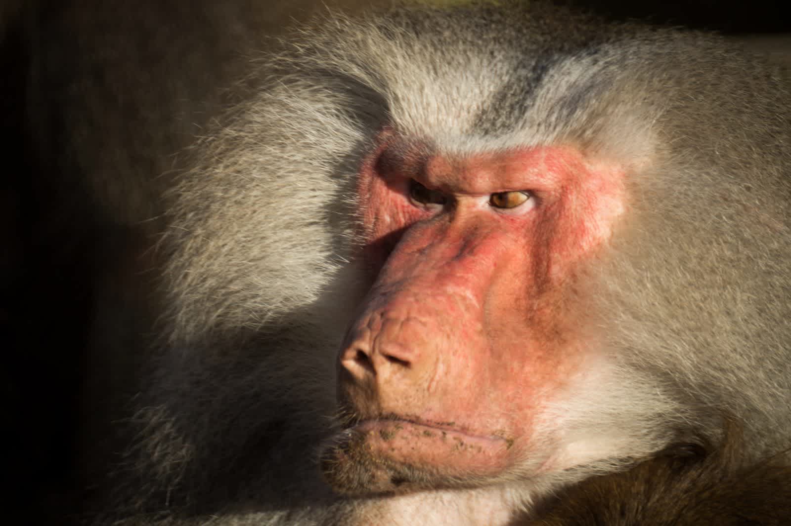 angry-baboon-free-license-cc0.jpg