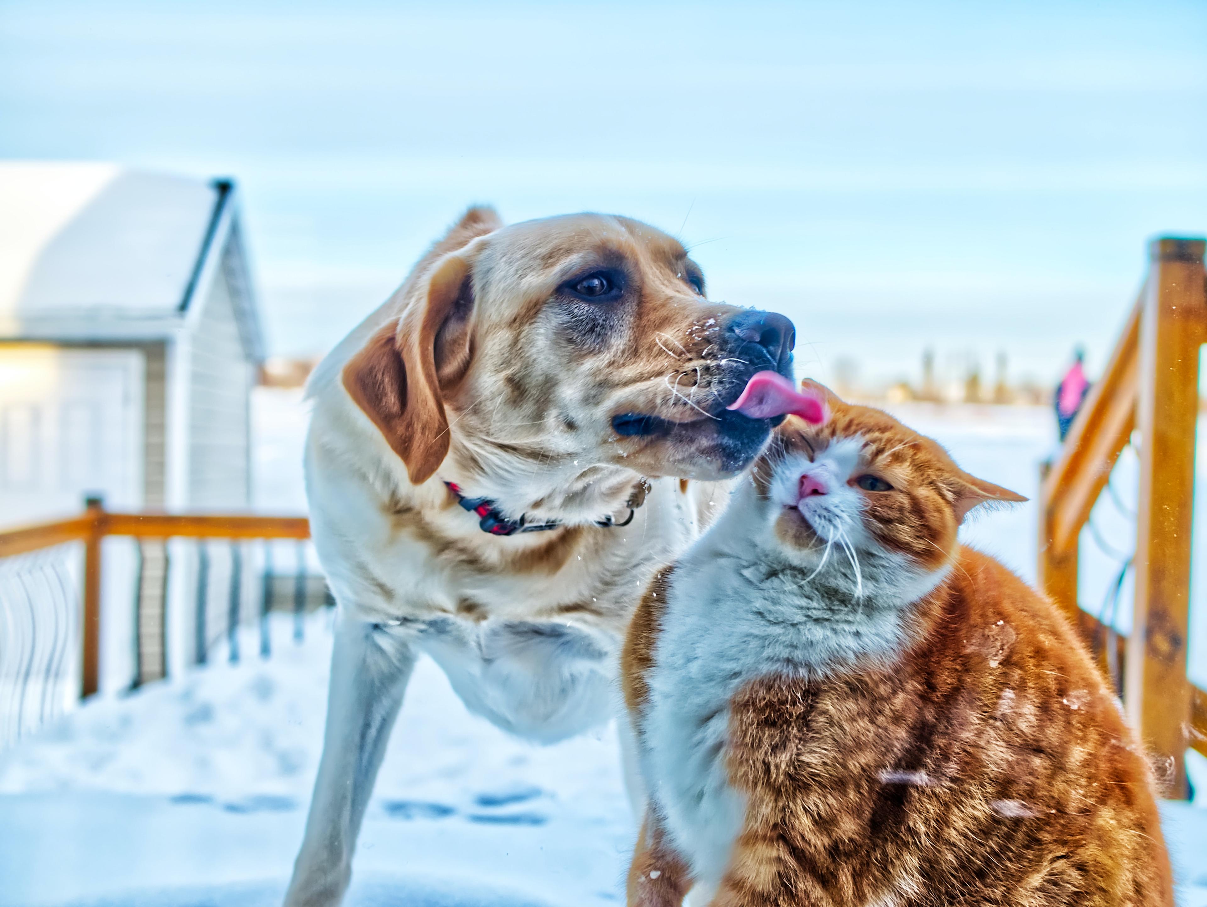 Cover Image for cats-understand-dogs-better-than-human-understand-dogs