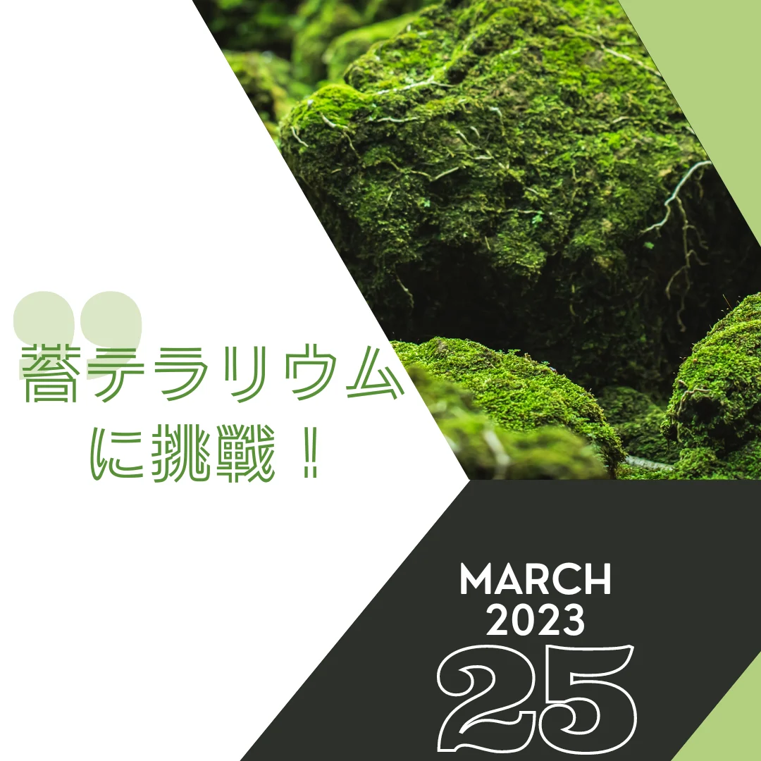 苔テラリウムに挑戦！