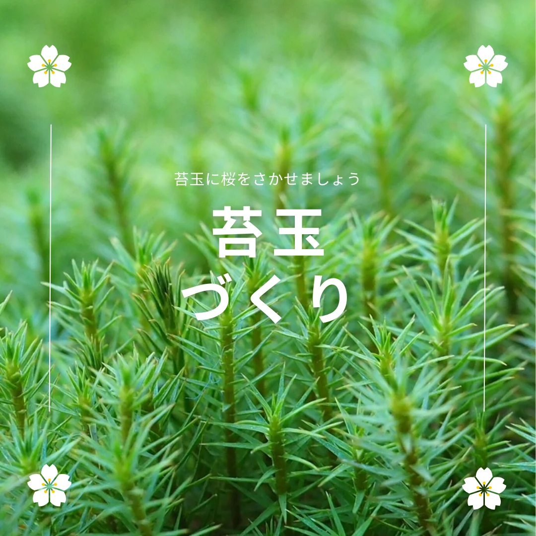 苔玉づくり～苔玉に桜を咲かせましょう！～