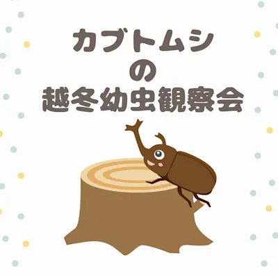 カブトムシの越冬幼虫観察会