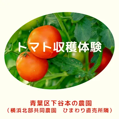 トマト収穫体験