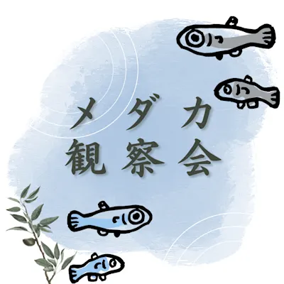 メダカ観察会