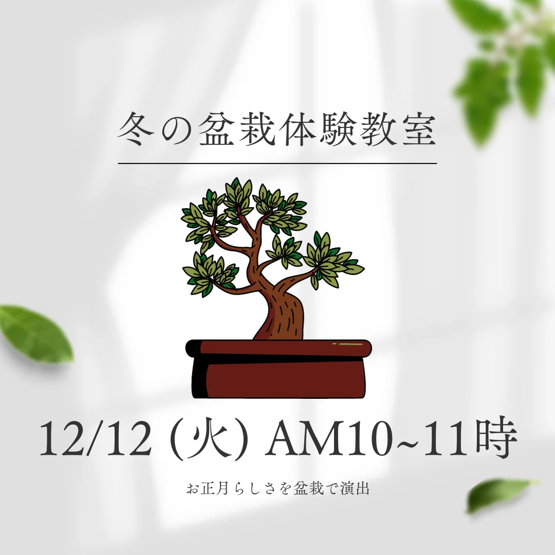 冬の盆栽体験教室