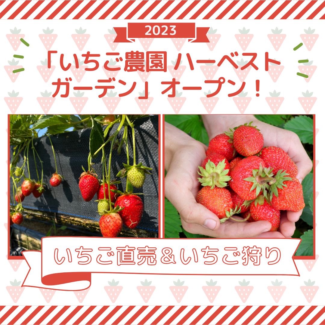 鉄町に「いちご農園ハーベストガーデン」オープン！