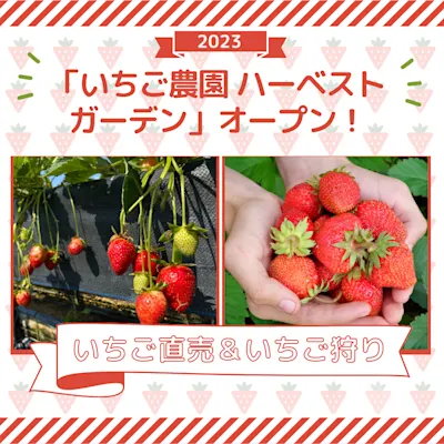 鉄町に「いちご農園ハーベストガーデン」オープン!