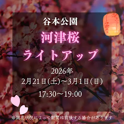 谷本公園 河津桜ライトアップ
