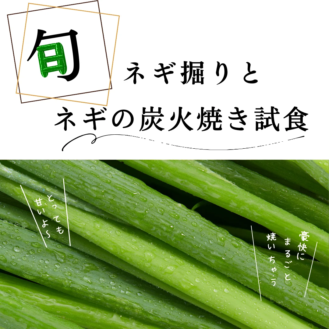 ネギ掘りとネギの炭火焼き試食