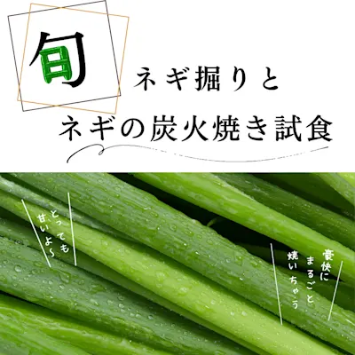 ネギ掘りとネギの炭火焼き試食