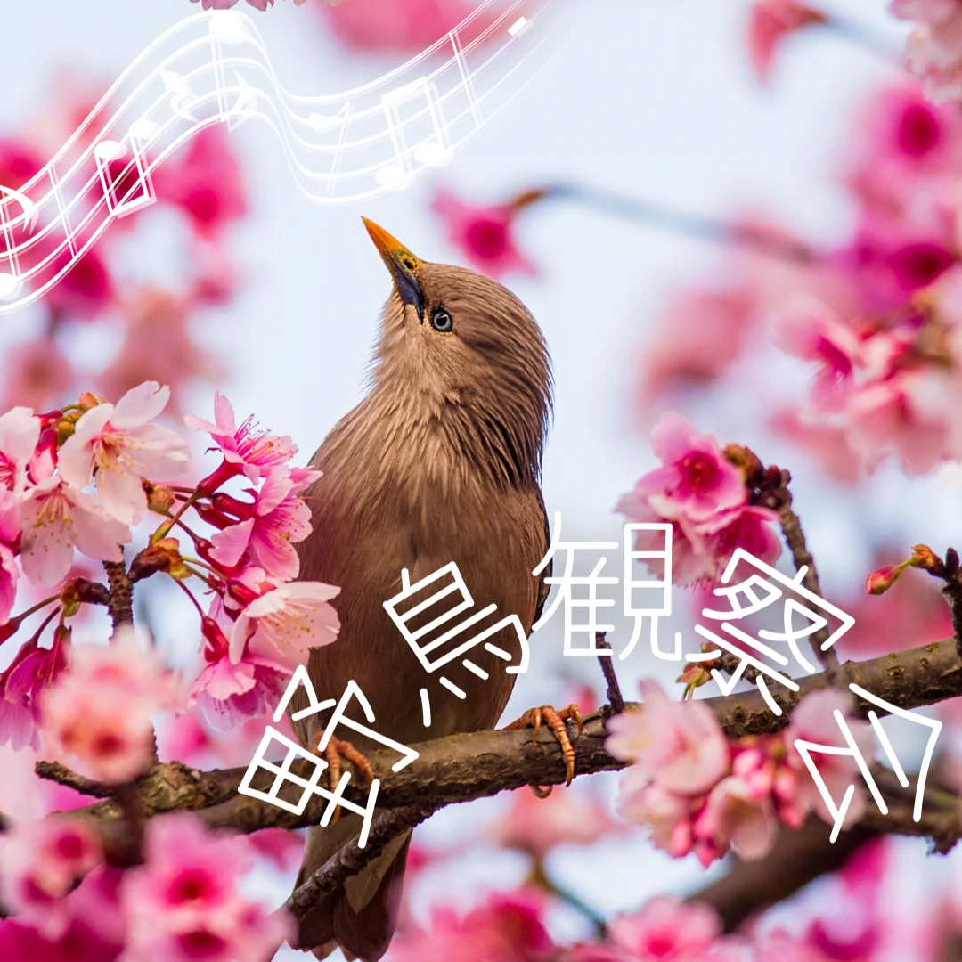 野鳥観察会