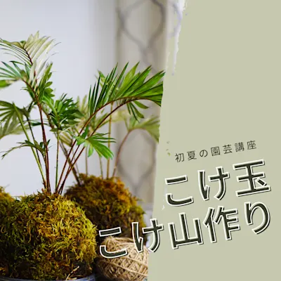 初夏の園芸講座 こけ玉こけ山作り