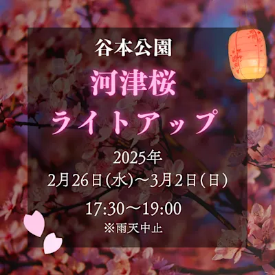谷本公園 河津桜ライトアップ