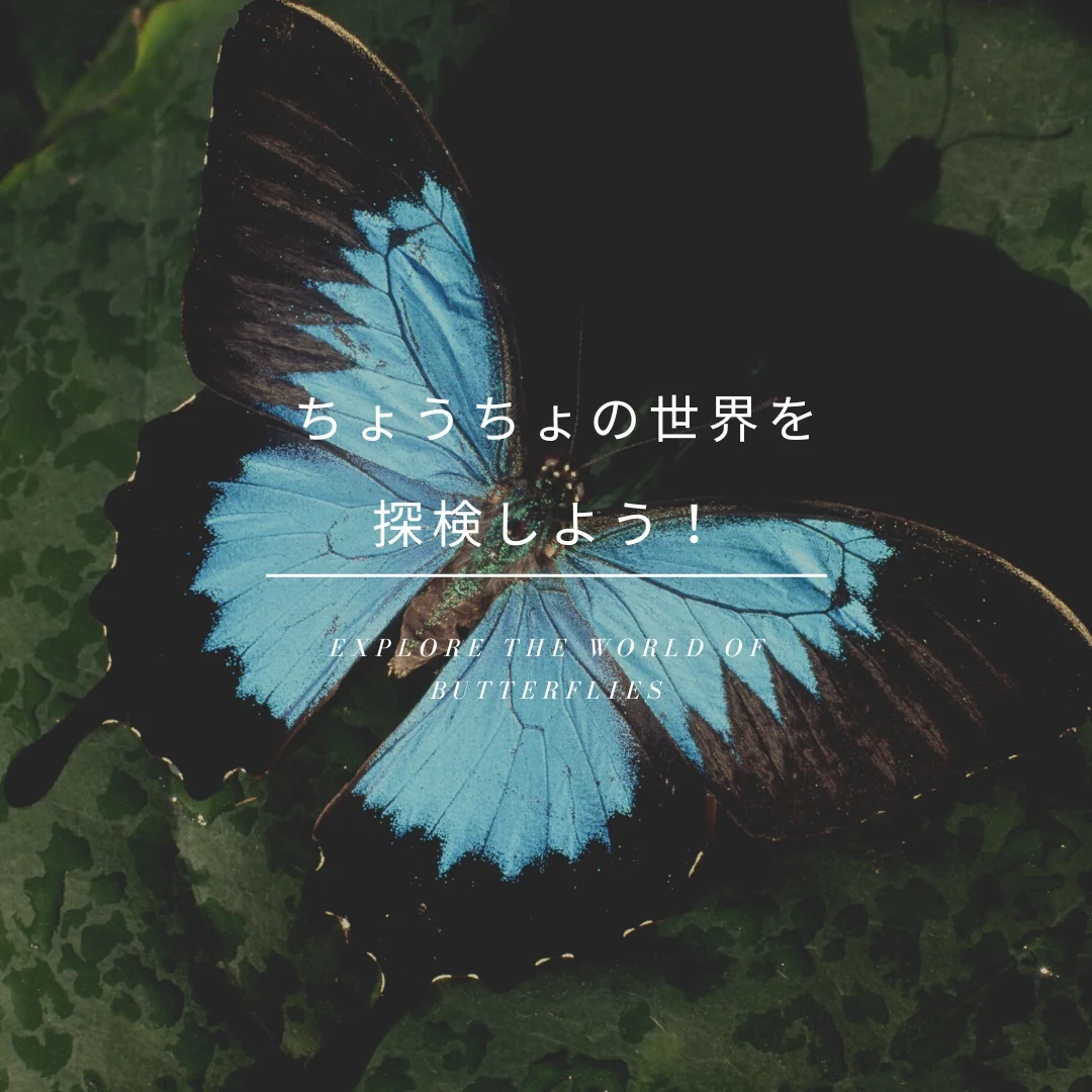 ちょうちょの世界を探検しよう！