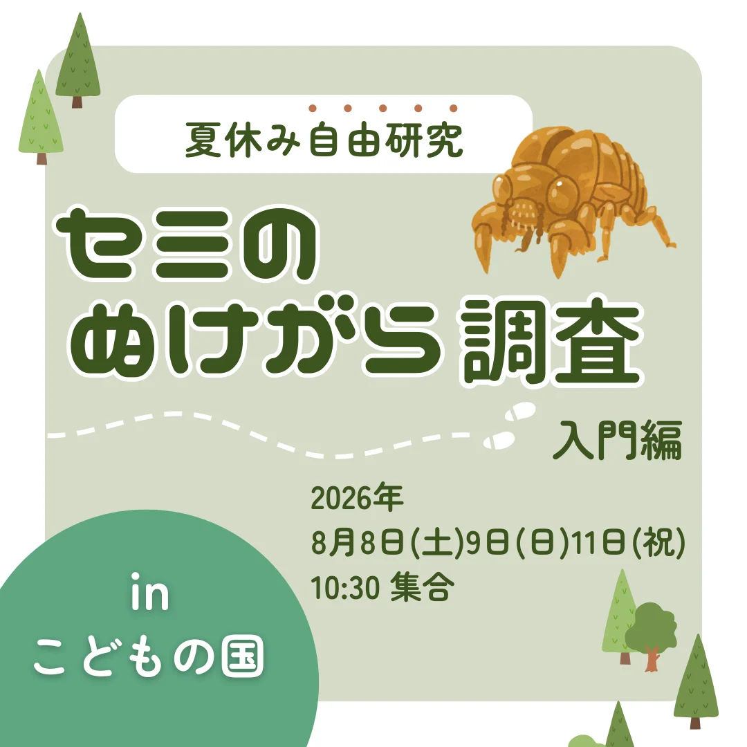 【夏休み自由研究】セミのぬけがら調査~入門編~