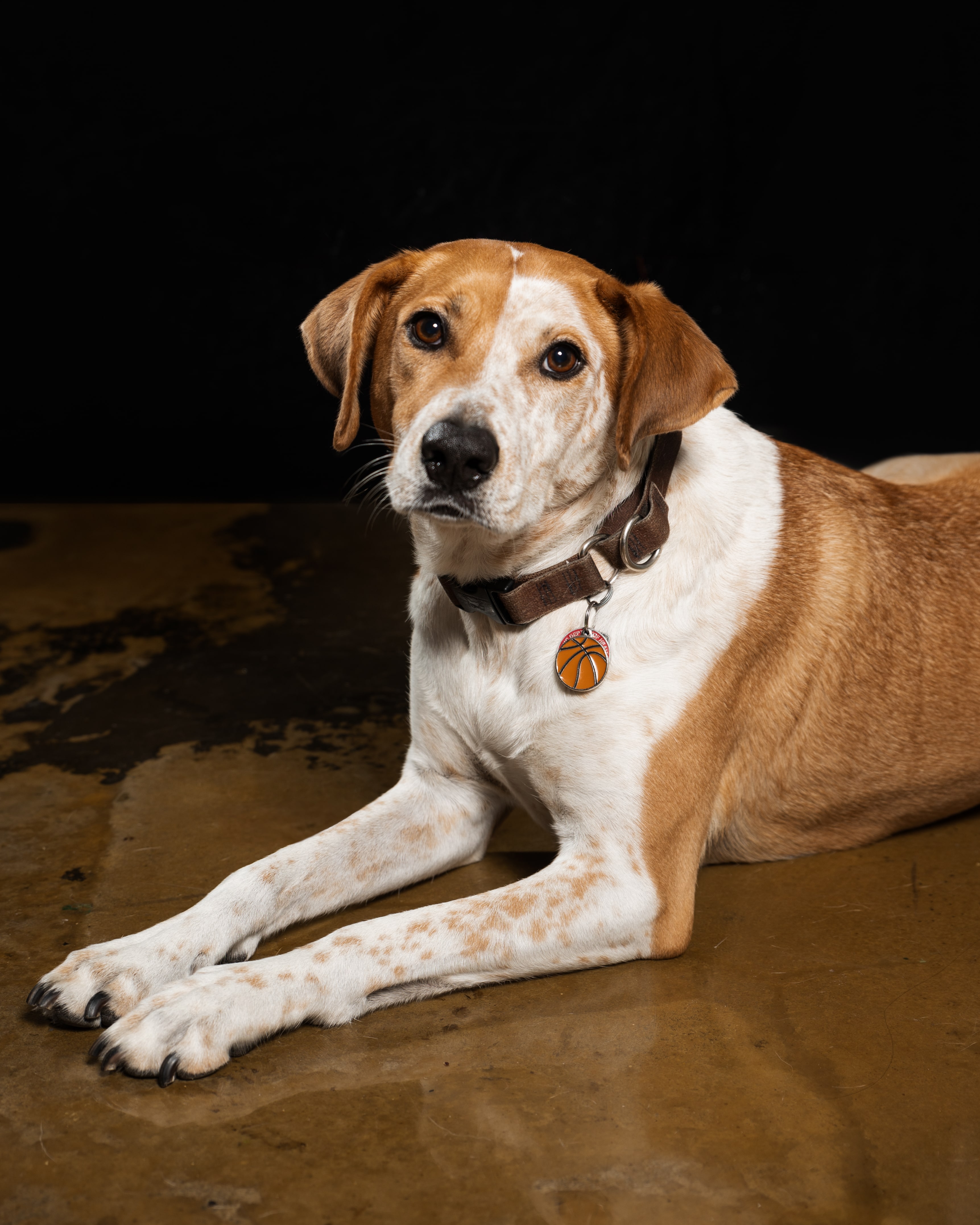 Beautiful dog laying on the floor