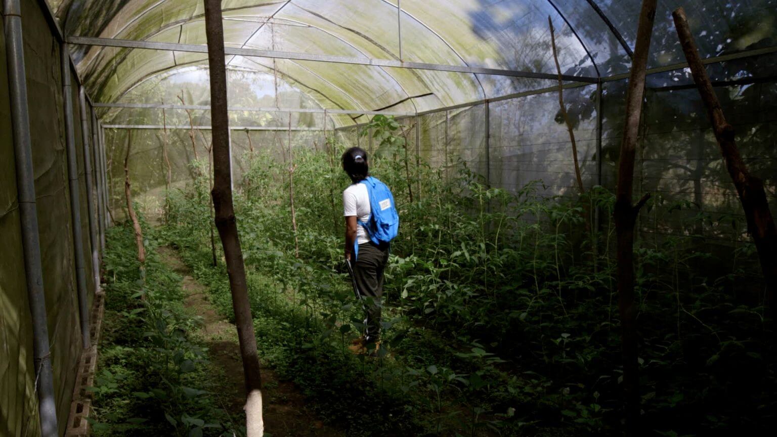 A woman stands in the middle of a greenhouse filled with growing crops. The woman is giving her back to the camera, she is wearing pants, a t-shirt, a blue backpack and she has her hands in her pockets.