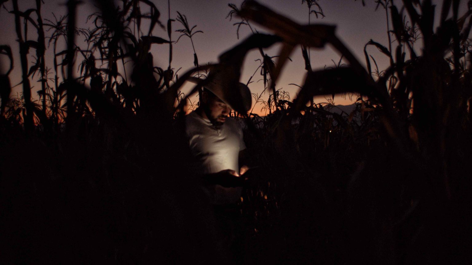 A cowboy looks at his phone in a cornfield at dusk.