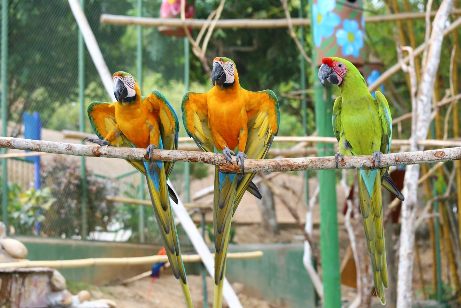 PRIMER PLANO GUACAMAYAS 2