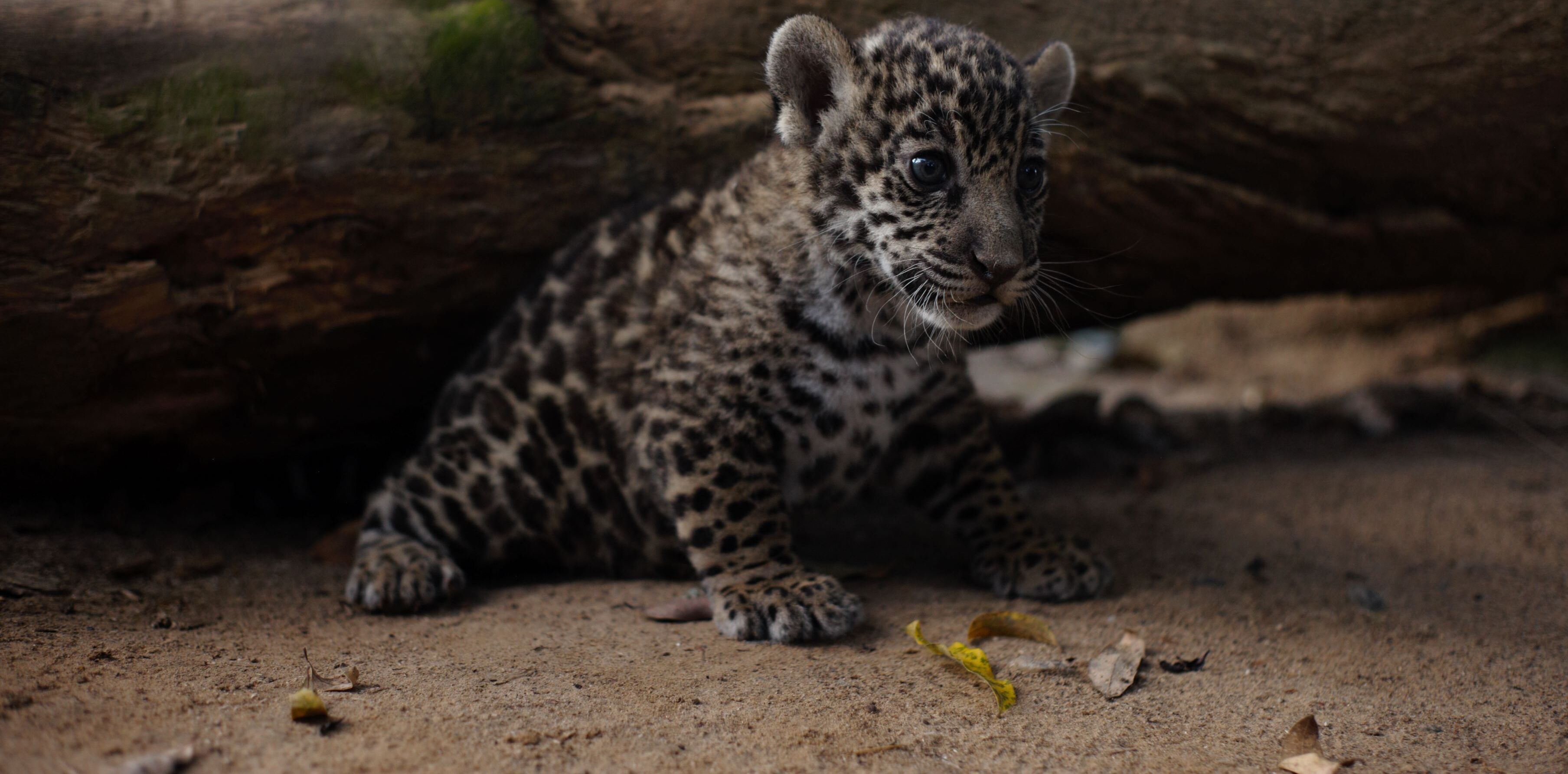 Bioparque   especie 8  1 